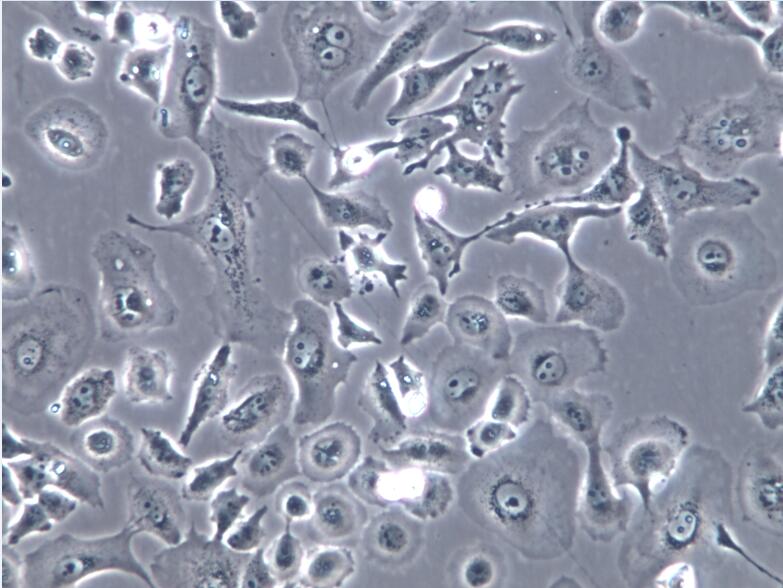 NCI-H23细胞、NCIH23细胞、H23细胞