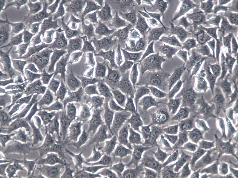 C17.2小鼠神经干细胞C17.2、C17.2