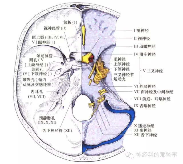 神经内科随笔(37)----颅神经病变定位诊断的ABC