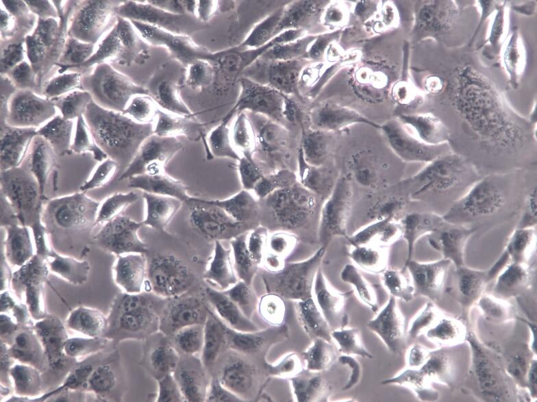 NCI-H1299细胞