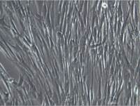 HGF-1细胞、HGF-1细胞系、HGF-1细胞株