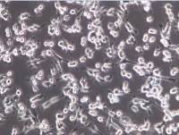 CT-26细胞、CT-26细胞、CT26细胞