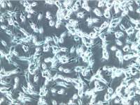 CT26.WT细胞、CT26.WT细胞、CT26.WT细胞