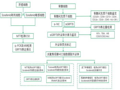 骨髓间充质干细胞＋外泌体＋siRNA＝1 区 SCI