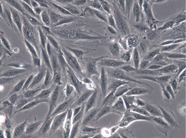 H9c2(2-1)、H9c2(2-1)、H9c2(2-1)大鼠心肌细胞