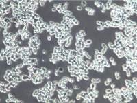 COLO 201  、COLO 201细胞、COLO 201细胞