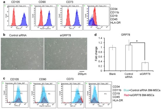骨髓间充质干细胞＋外泌体＋siRNA＝1 区 SCI