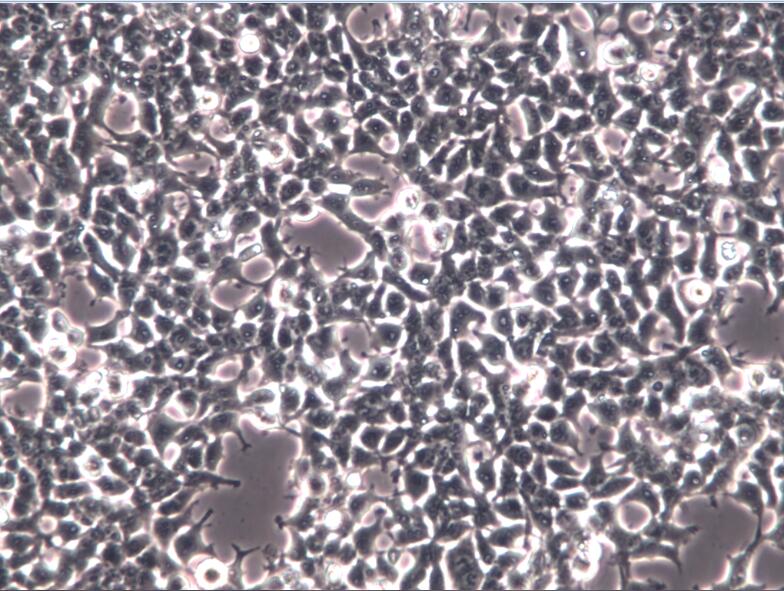 293T细胞、Hek293T细胞、Hek-293T胚肾细胞