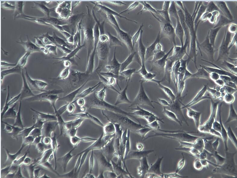 HT22小鼠海马神经元细胞HT22、HT22