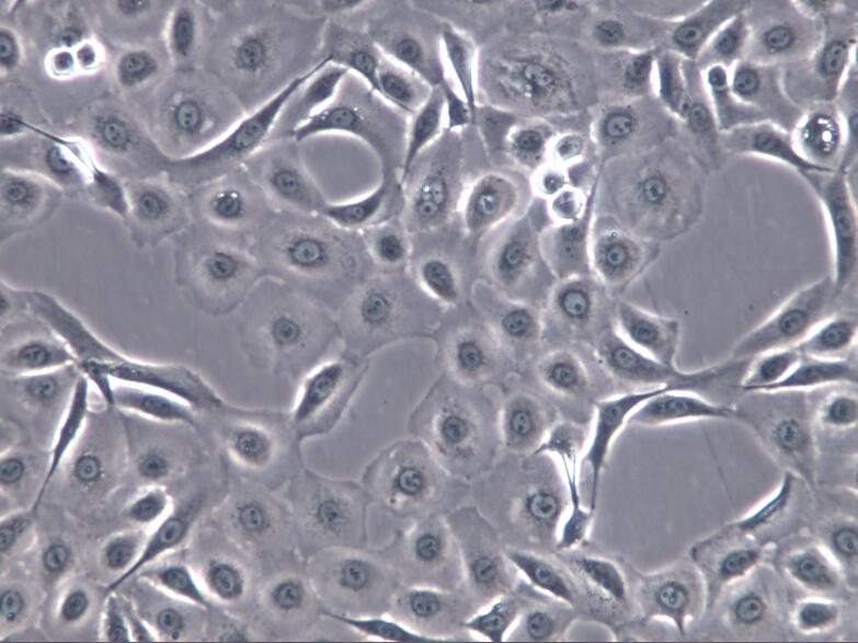 NCI-H1650细胞、H1650、NCI-H1650细胞