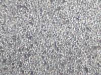 H-22细胞、H-22细胞、H-22细胞