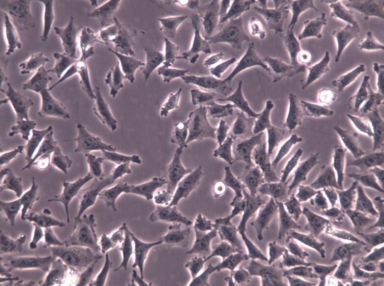 A375，A-375，A375细胞，黑色素瘤细胞：A-375