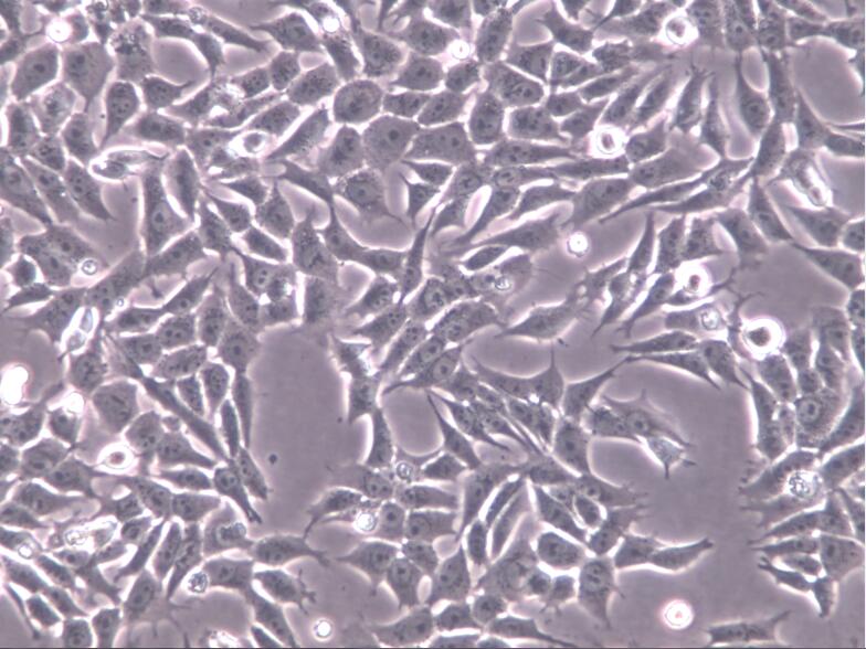 人胃癌细胞（未分化）HGC-27