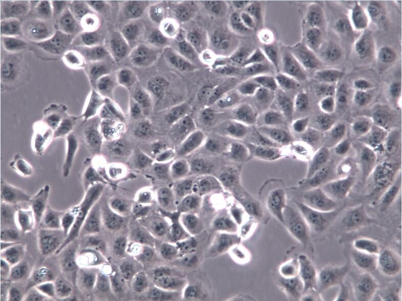 肾小管上皮细胞HK-2、HK-2细胞、HK-2