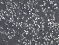 CA46、CA-46、CA46细胞