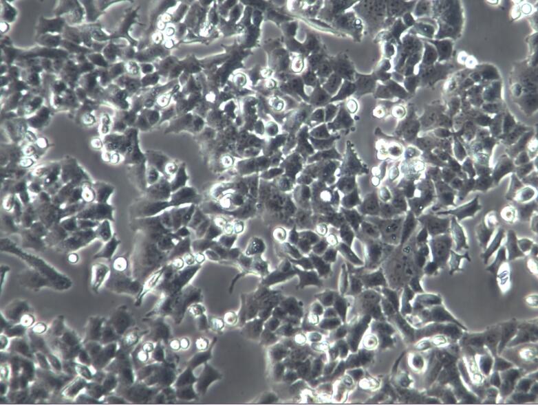 NCI-H520细胞、H520细胞、NCIH520
