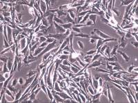 HBZY-1细胞;HBZY-1细胞;HBZY1细胞