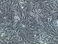 A7r5细胞;A7r5;A7r5