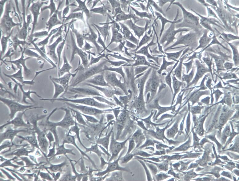 bEnd.3细胞、bEnd.3细胞、bEnd.3细胞