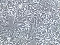 bEnd.3细胞、bEnd.3细胞、bEnd.3细胞