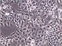 HuH-7细胞、HuH-7细胞、HuH-7肝癌细胞