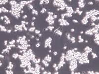 NR8383;NR8383;NR8383细胞