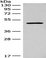  Anti-MYCN antibody