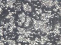 L5178Y TK+/- clone (3.7.2C)细胞、L5178Y TK+/- clone (3.7.2C)细胞、L5178Y TK+/- clone (3.7.2C)细胞