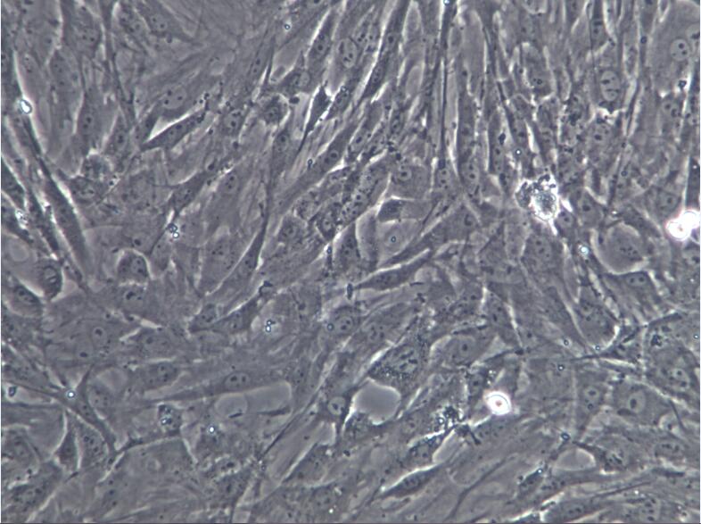 MEF小鼠胚胎成纤维细胞MEF、MEF