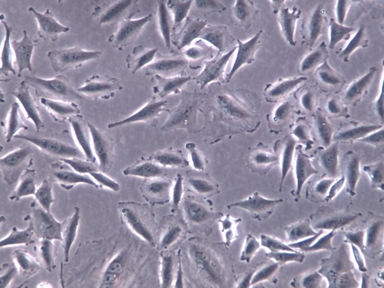 LN-229细胞