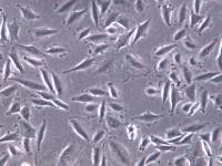 LN-229胶质瘤细胞、LN-229细胞、LN-229细胞