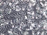 人前列腺癌细胞PC-3