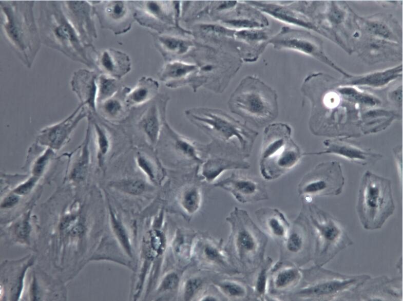 肝癌细胞SNU-387、肝癌细胞SNU-387、SNU-387细胞