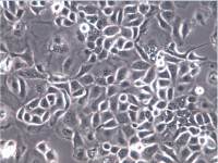 KLE、KLE细胞、KLE细胞