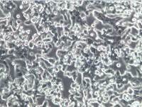 LLC细胞、LLC细胞、LLC细胞