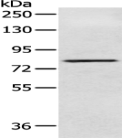 Anti-NFKBIZ antibody