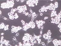 SK-MEL-1细胞、SK-MEL-1细胞、SK-MEL-1细胞