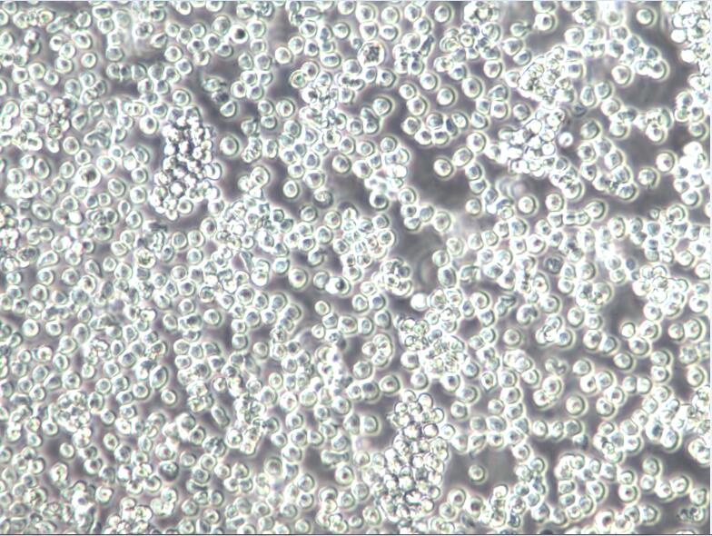 MOLT4细胞、MOLT4、MOLT4细胞