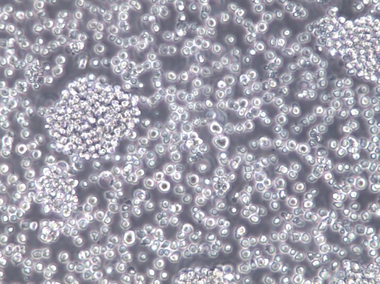 Jurkat, Clone E6-1细胞、Jurkat细胞