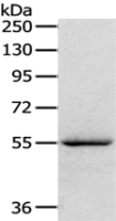  Anti-SERINC4 antibody