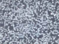 NALM-6细胞、NALM-6细胞、NALM6细胞