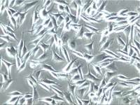 WM-115细胞系、WM115细胞株、WM-115细胞系