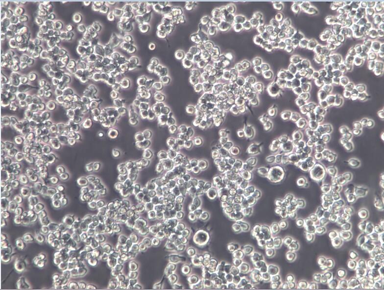 J774A.1小鼠单核细胞巨噬细胞J774A.1、J774A.1