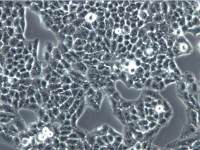 Lo2细胞、Lo2细胞Lo2细胞