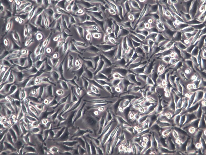 L-929小鼠成纤维细胞L929、L-929