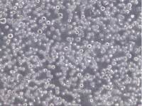 AMO-1细胞、AMO-1细胞、AMO-1细胞