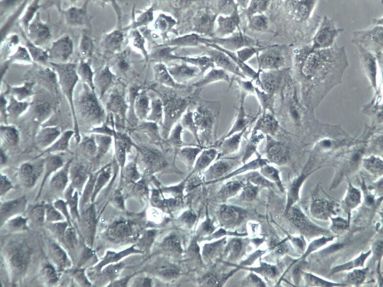 MC3T3-E1 Subclone 14细胞、MC3T3-E1 Subclone 14细胞、MC3T3-E1 Subclone 14细胞