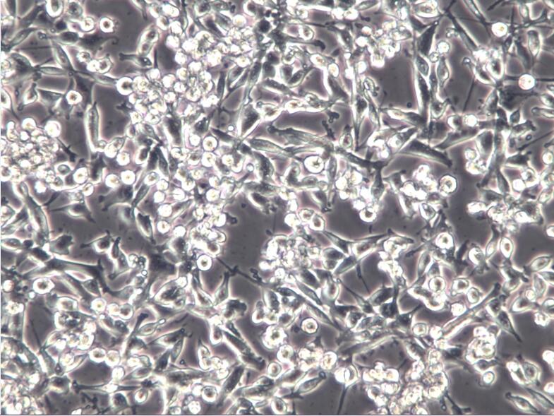 MC38细胞、MC38细胞、MC38细胞