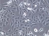 8305C细胞系、8305C细胞系、8305C细胞系