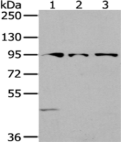 Anti-SEMA6A antibody
